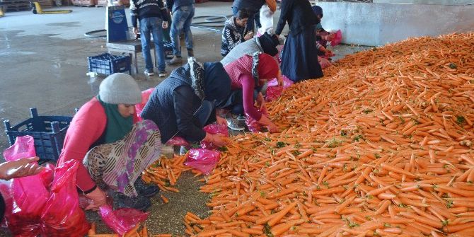Havuçta Buruk Hasat
