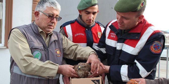 Yaralı Şahine Jandarma Şefkati
