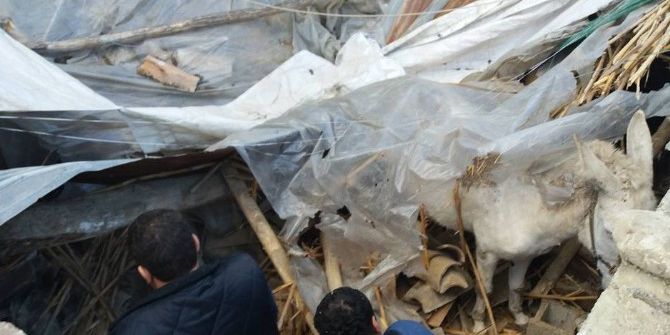 Çöken Ahırdaki 6 Hayvan Kurtarıldı