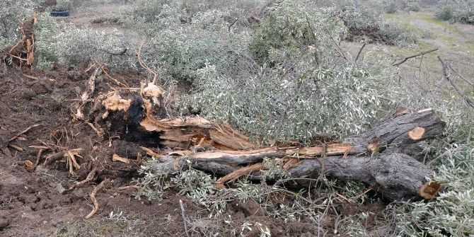Milas’ta Zeytin Ağaçlarını Seyrelteceğiz Diyerek Telef Ettiler