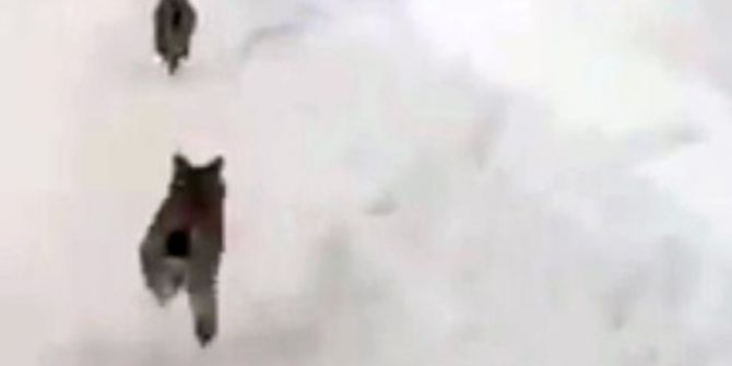 Elazığ’da Kırmızı Listedeki ’Vaşaklar’ Görüntülendi