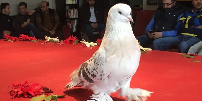 Lüks Araç Fiyatına Güvercin