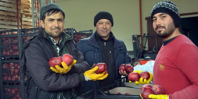 Ortadoğu’ya Elma İhracatı Başladı