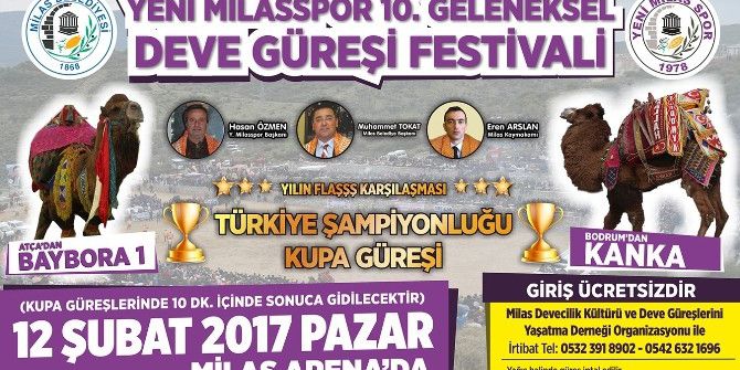 Milas’ta 10. Geleneksel Deve Güreşi Festivali Heyecanı