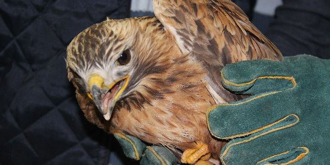 Vatandaşın Duyarlılığı Şahini Ölümden Kurtardı