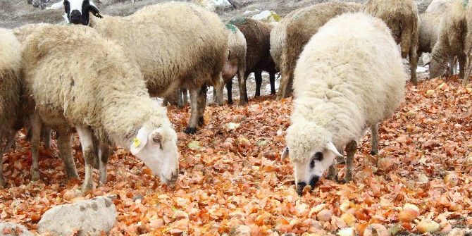 Soğanlar Depolarda Kaldı