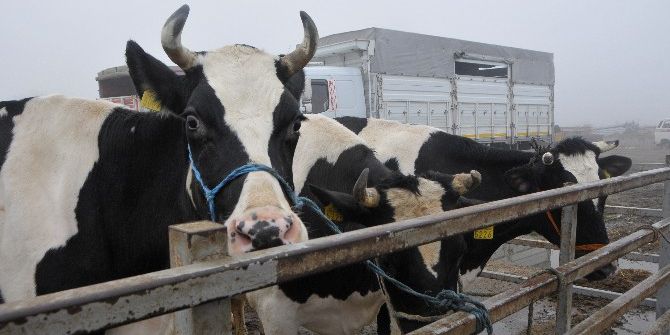 Trakya’nın Holstein Süt İneği Türkiye’nin Her Bölgesinden Talep Görüyor