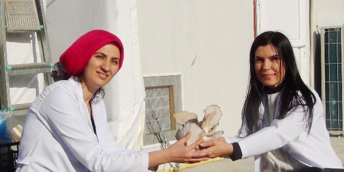 Aile Bütçelerine Katkı İçin Başladılar, Ayda 10 Ton Mantar Üretiyorlar