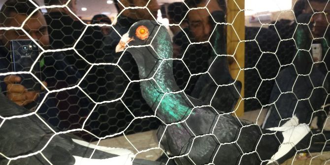 Osmaniye’de Geleneksel Güvercin Festivali Başladı