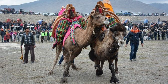 Menemen’de Deve Güreşi Festivali