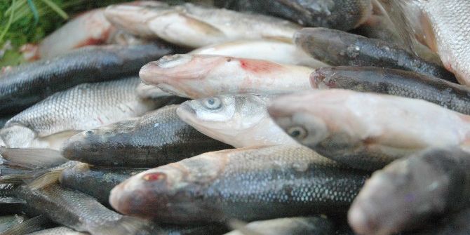 Tezgâhlarda ‘İnci Kefali’ Bereketi