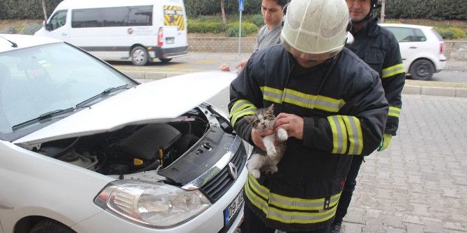 Aydın İtfaiyesinden Kedi Seferberliği