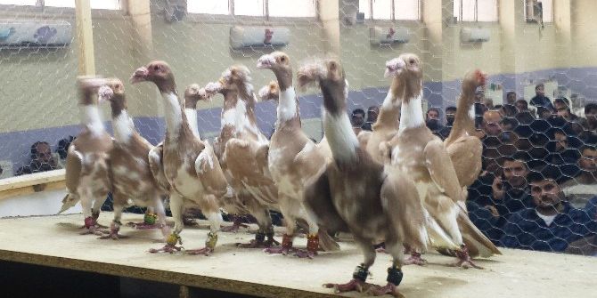 Osmaniye Güvercin Festivali’nin Kazananları Belli Oldu