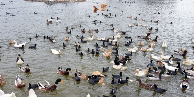 Ördekler Mogan’da Doğal Yaşama Kavuştu