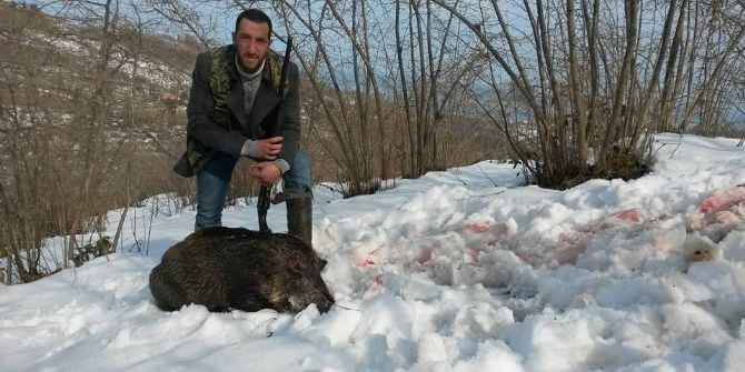 Avcılar Yaban Domuzlarına Geçit Vermiyor