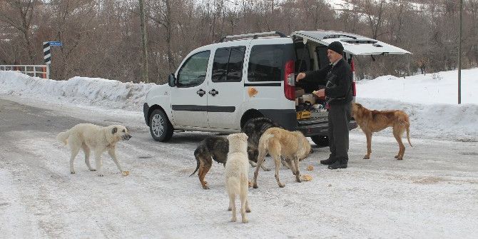Köpeklerin Karnını Doyurmak İçin Her Gün 50 Kilometre Yol Gidiyor