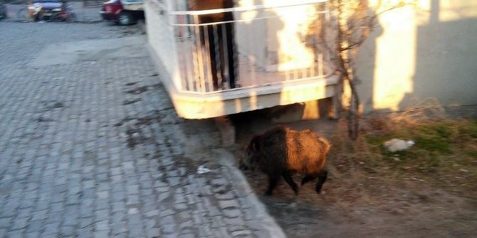 Aç Kalan Domuz Şehre İndi