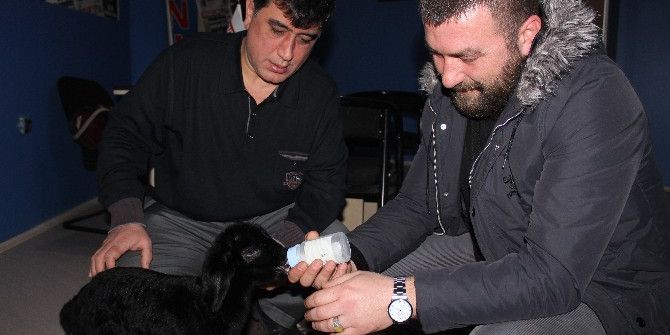 ‘Anne’ Diyen Kuzu Görenleri Şaşkına Çevirdi