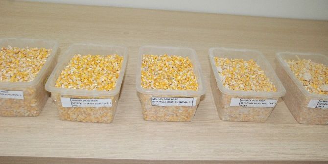 Dane Mısır İhalesi Yapıldı