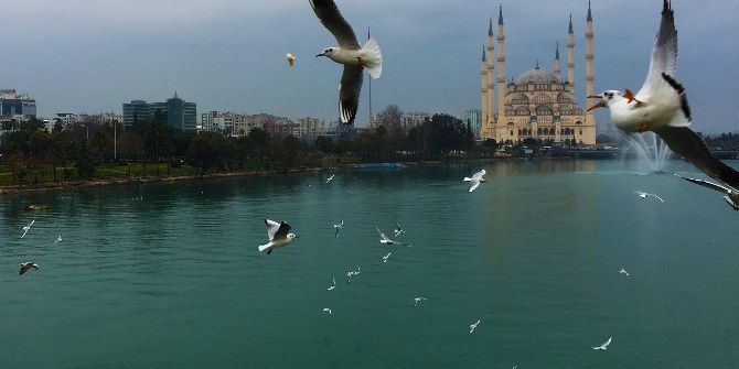 Adana’da Martıların Görsel Şöleni
