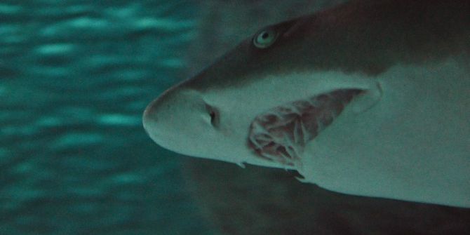 Çocuklar Sömestr Tatilinde Akvaryuma Akın Ettiler