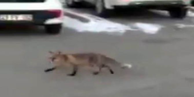 Elazığ’da Tilkiler Şehre Kadar Geldi