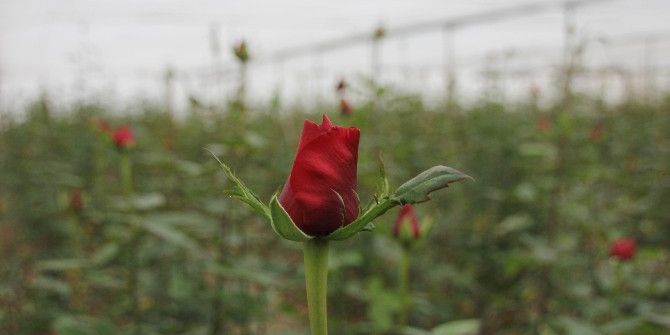 Soğuk Hava Ve Don Gül Üretimini Vurdu