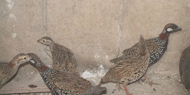 Şırnak’ta Kanat Tüyleri Kesilen 14 Turaç Kuşu Bulundu