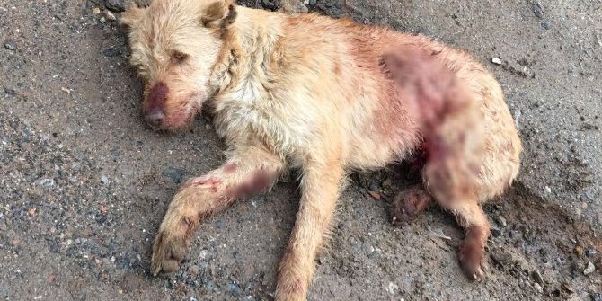 Ölü Bulunan Köpeğin Tüfekle Vurulduğu Ortaya Çıktı