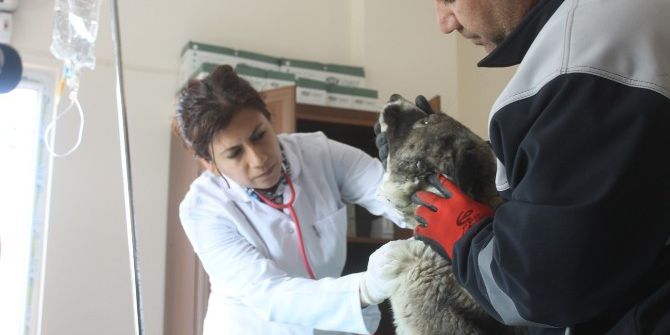 Mardin’de Sokak Hayvanları Rehabilitasyon Merkezi Yenilendi