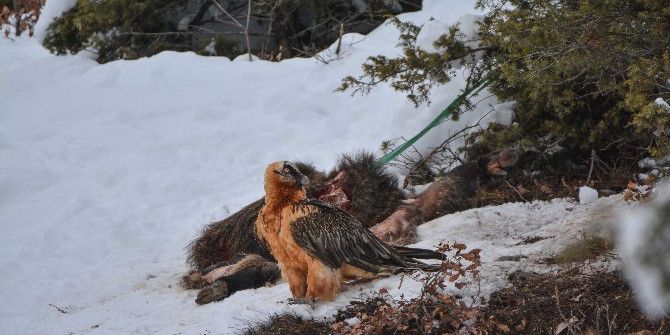 Artvin’de Sakallı Akbaba Fotokapana Yakalandı
