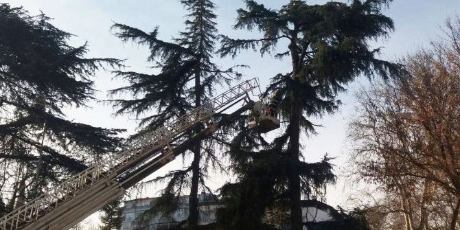 Trabzon’da Kar Sonrası Zarar Gören Ağaçlar Budanıyor