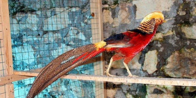 40 Çeşit Kuşa Bakıyor