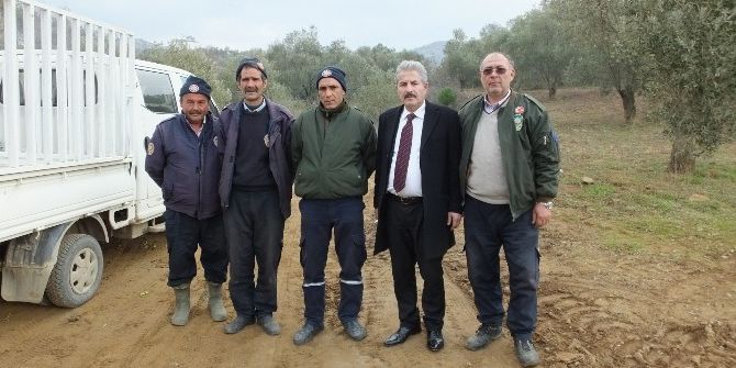 Burhaniye’de Başakçı Hırsızlar Zeytin Tarlalarına Dadandı
