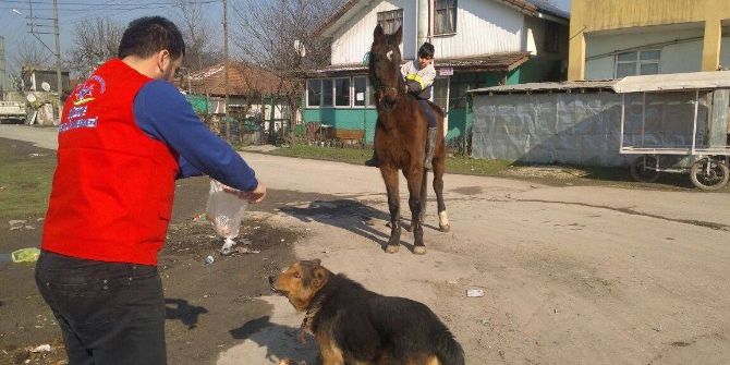 Sokak Hayvanlarına Yardım Eli