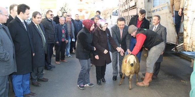 Kastamonu’da 9 Genç Çiftçiye 360 Koyun Verildi