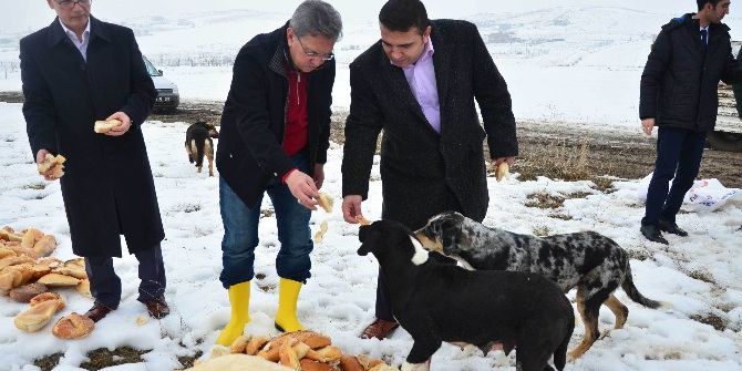 Başkan Çetin, Sokak Hayvanlarını Elleriyle Besledi