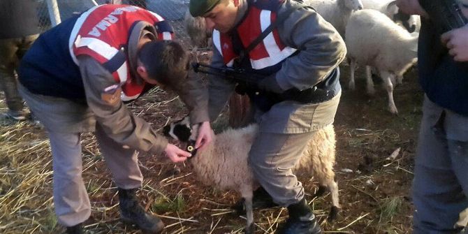 Hayvan Hırsızları Jandarmadan 6 Saat Kaçabildi