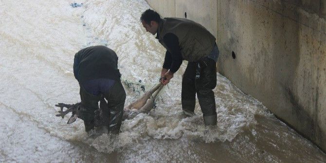 Su Kanalında Mahsur Kalan Karaca Kurtarıldı