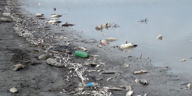 Edirne’de Sinit Göleti’nde Balık Ölümleri
