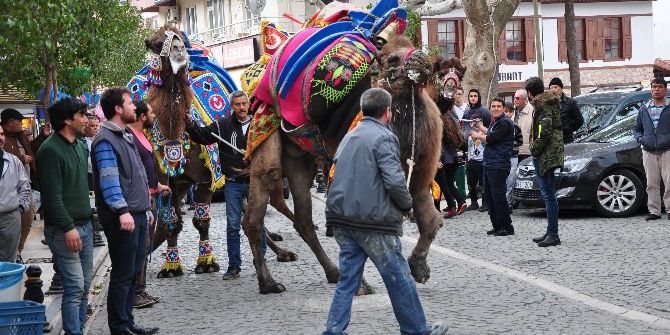 Pehlivan Develer Milas’ta Görücüye Çıktı