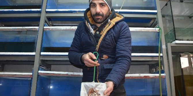 Tatvan’da Oksijensiz Kalan Yüzlerce Süs Balığı Telef Oldu