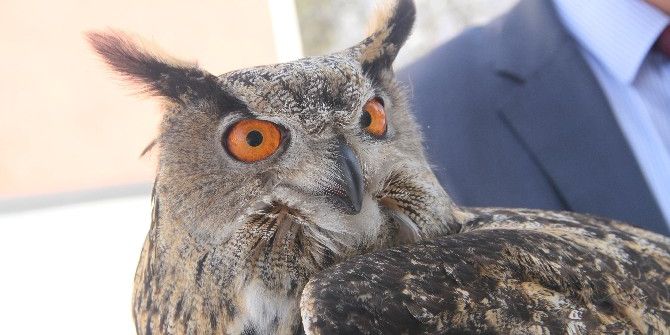 Yaralı Puhu Kuşu Tedavi Altına Alındı