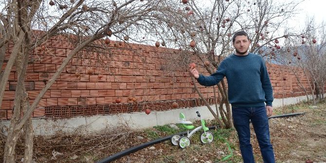 Nar Gözden Düşünce Kurda Kuşu Oluyor