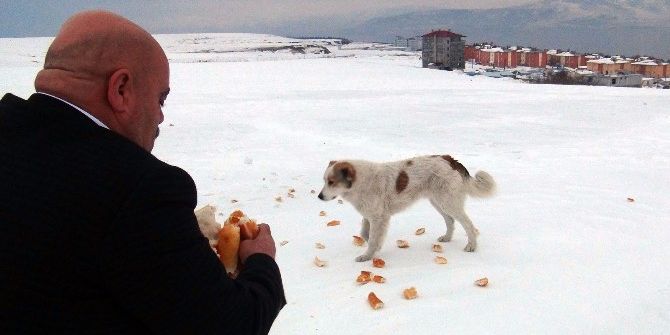 Tatvan’da Yaban Ve Sokak Hayvanları İçin Yem Bırakıldı