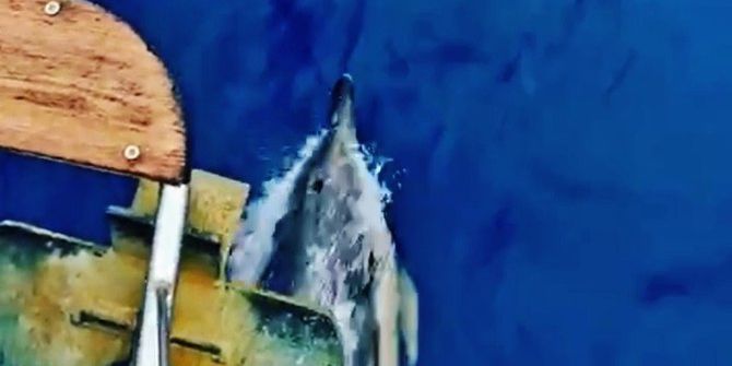 Bodrum’da Yunus Balıklarının Dansı