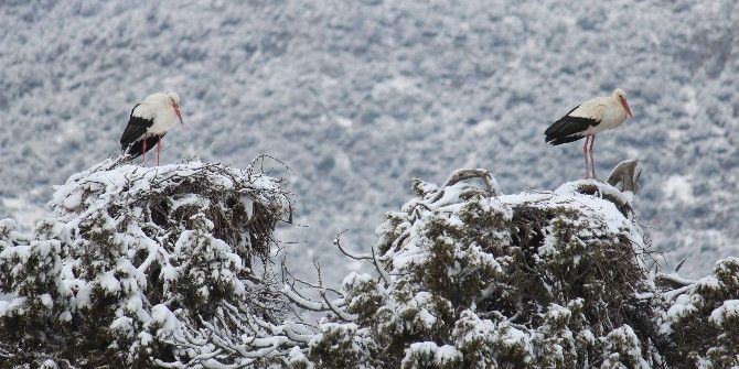 Leylekler Vadisi Dünyaya Tanıtılacak