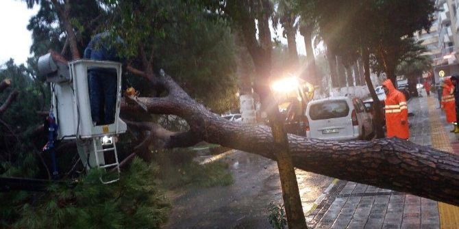 Söke’de Fırtına Dev Çam Ağacını Devirdi