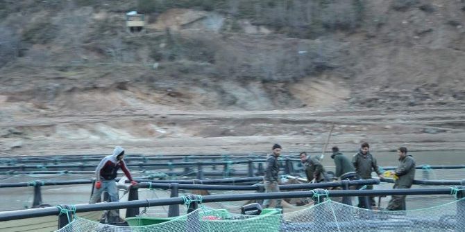 Borçka Barajı, Kafes Balıkçılığı İle Ön Plana Çıkıyor