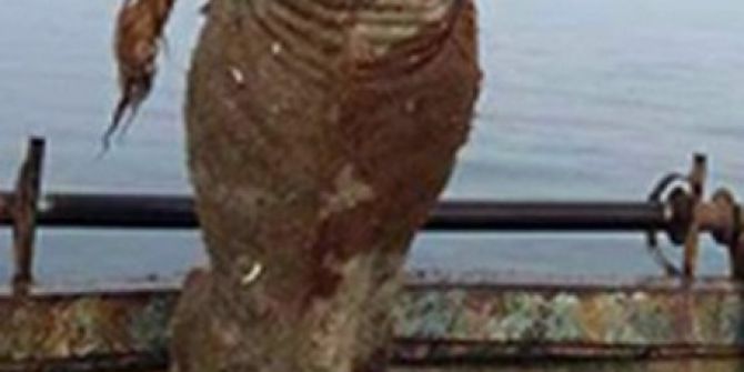 Balıkçı Ağlarına Takılan 700 Kiloluk Dana Şaşırttı